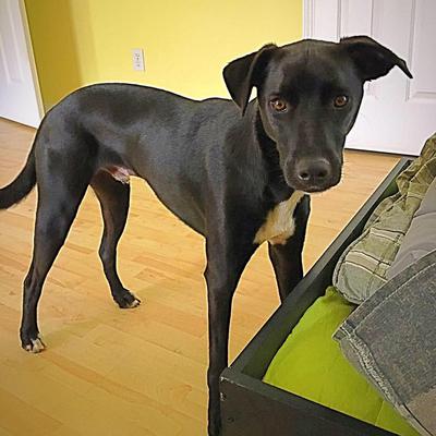 Whippet Mix and Lurchers