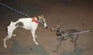 whippet and greyhound rescue
