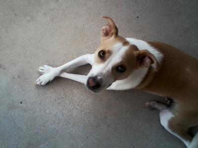 Whippet Mix And Lurchers