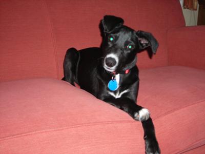 whippet mix for adoption