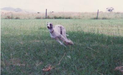 Brock goes crackerwhippet