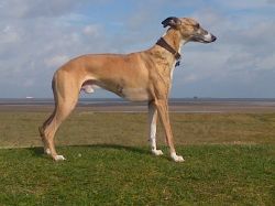 flash at Cleethorpes Beach