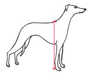 how to measure at the whithers