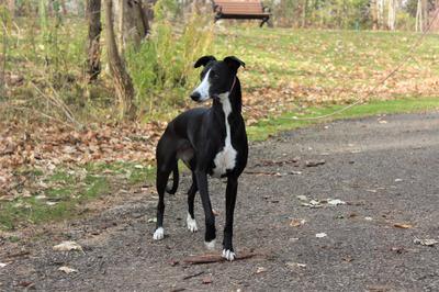 is the whippet legal in canada