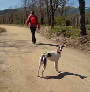 hiking whippet