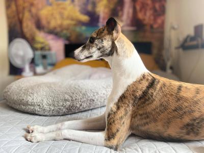 Whippet looking for cheap a home