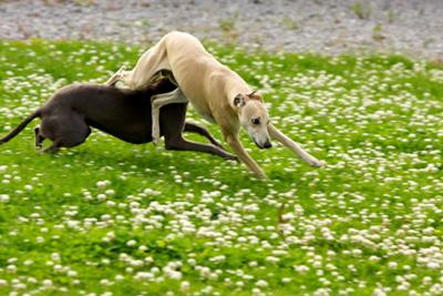 Whippet Playtime