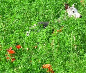 Enzo Hunting in the Grass