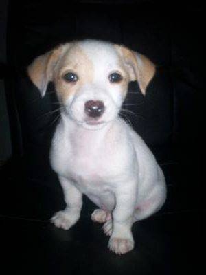 Jackawhip (Whippet Jack Russell Terrier Mix): Info, Pictures