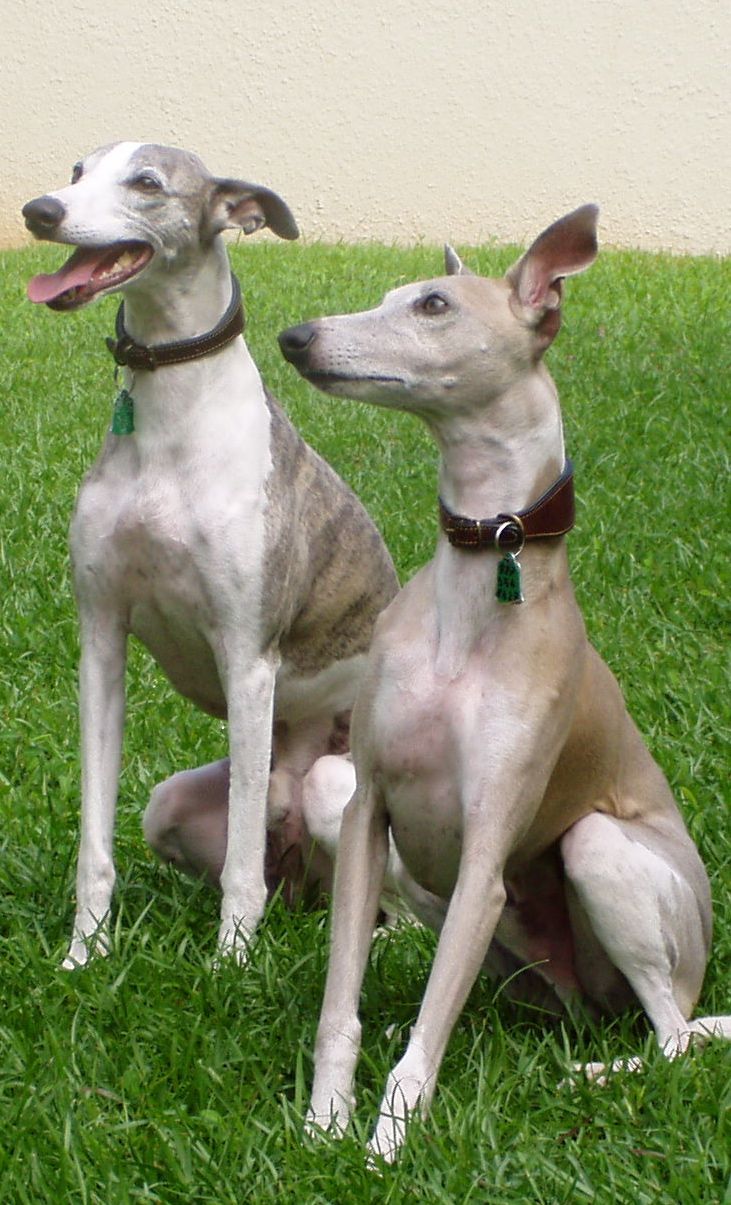 Black Whippet Pictures